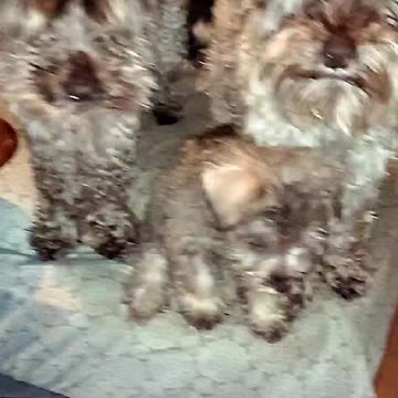 Miniature Schnauzer Puppies Mercedes, Shelby, and Bentley