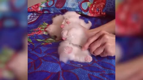 Persian cats