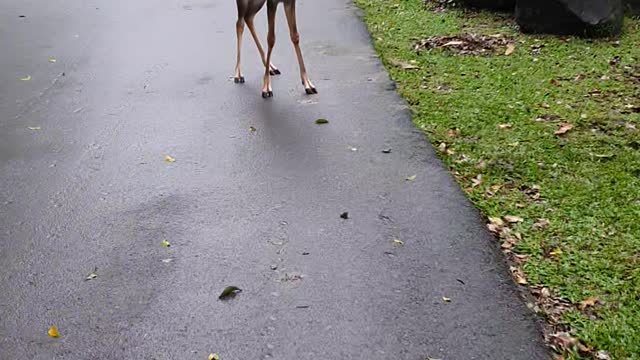 Not Monkey's First Fawn Rodeo