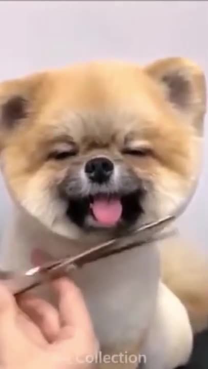 Funny dogs having fun