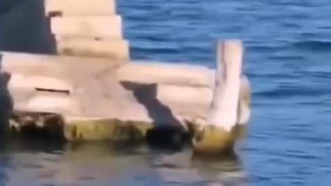 Source of Fish pictures from abroad sea