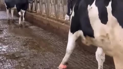 Animal viral videos. hoof #hoofpicking #viral #foryou