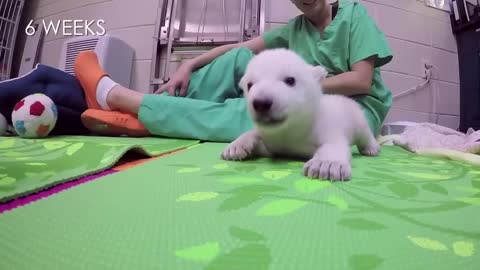 Nora the polar bear cub growing up