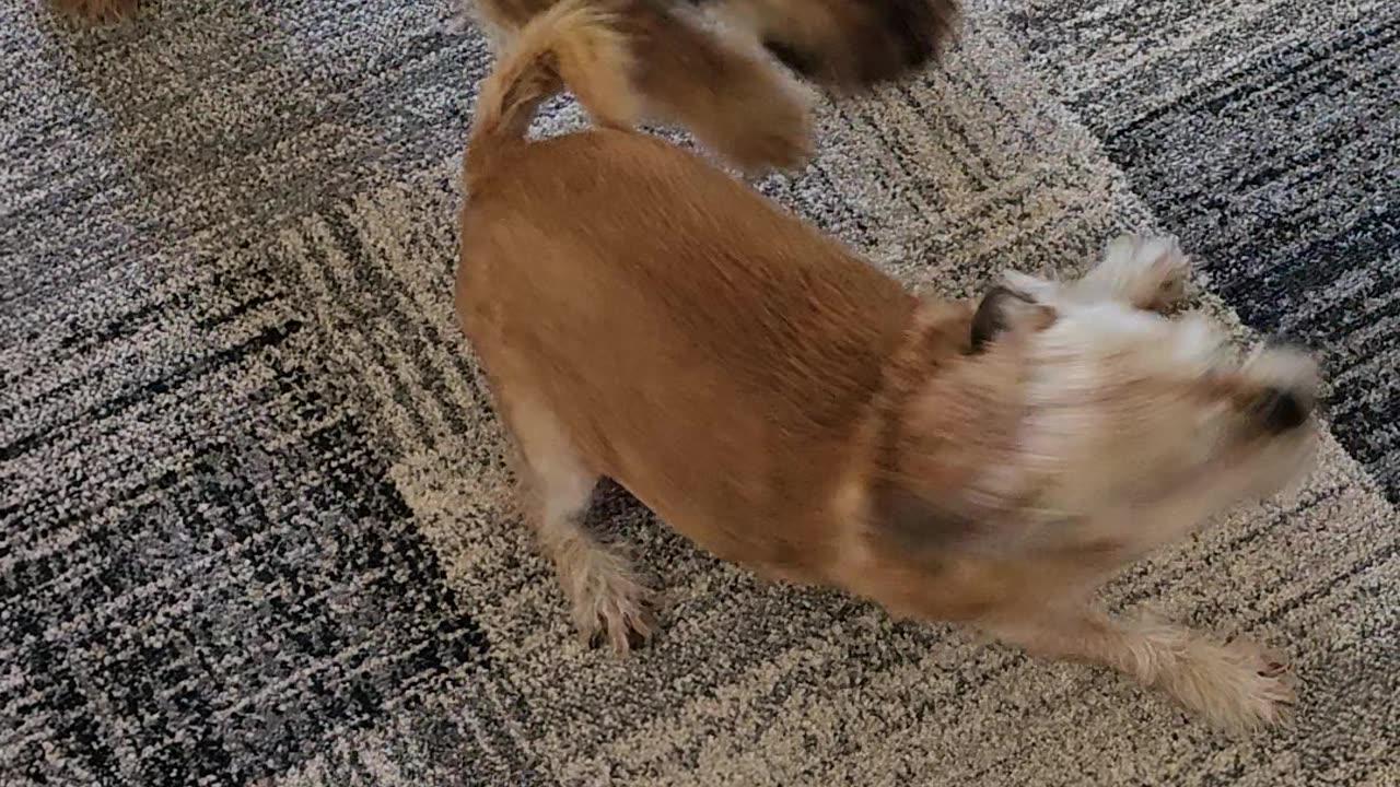 Our Dogs Playing