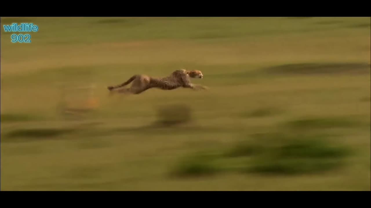 Cheetah wild jet 120 km per hour