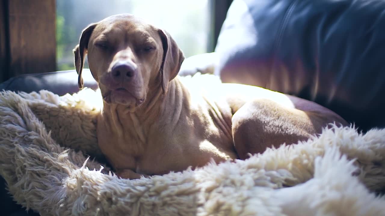 The most funny dogs