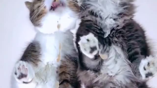10 seconds to see which is more important: the starting point or the effort # cats # couples