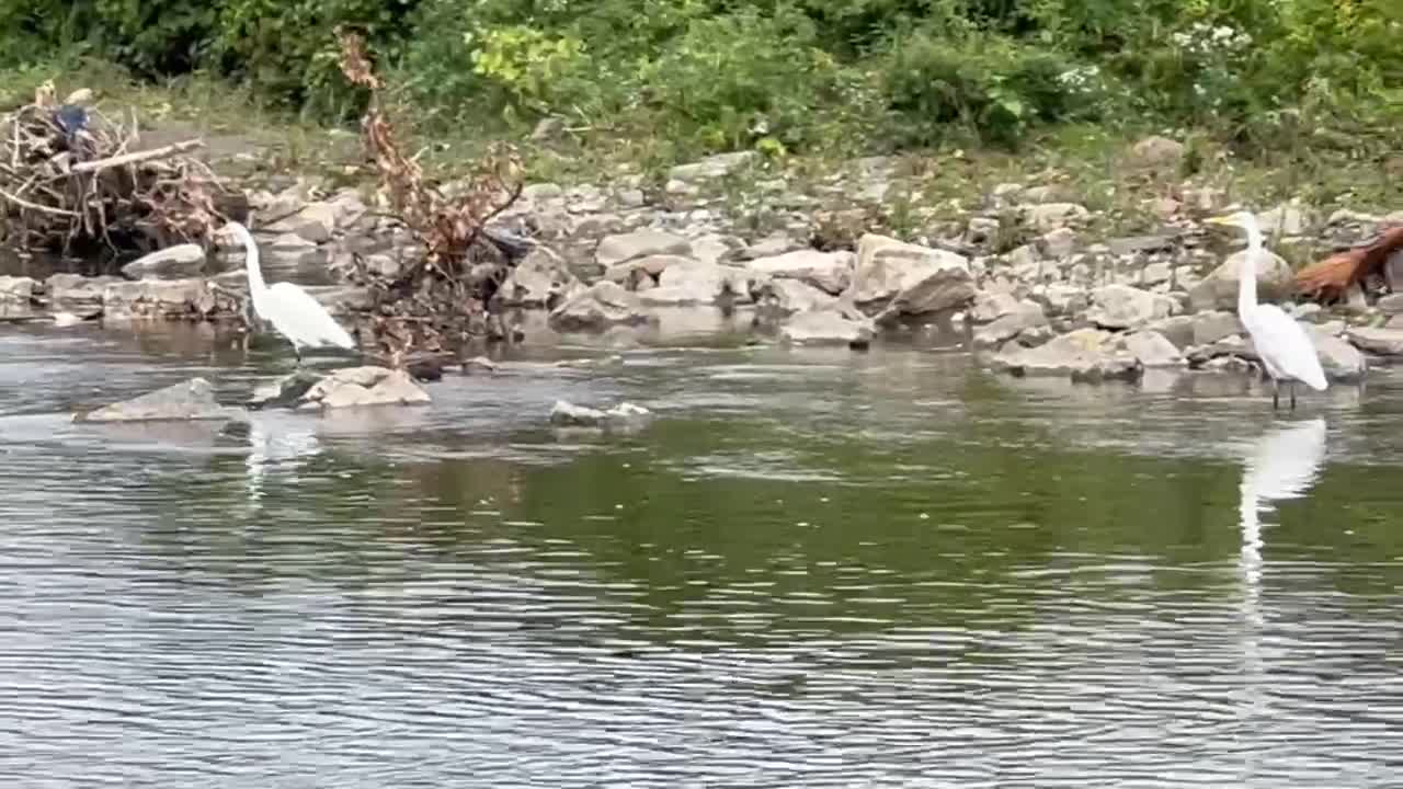 White Egret and Cormorants