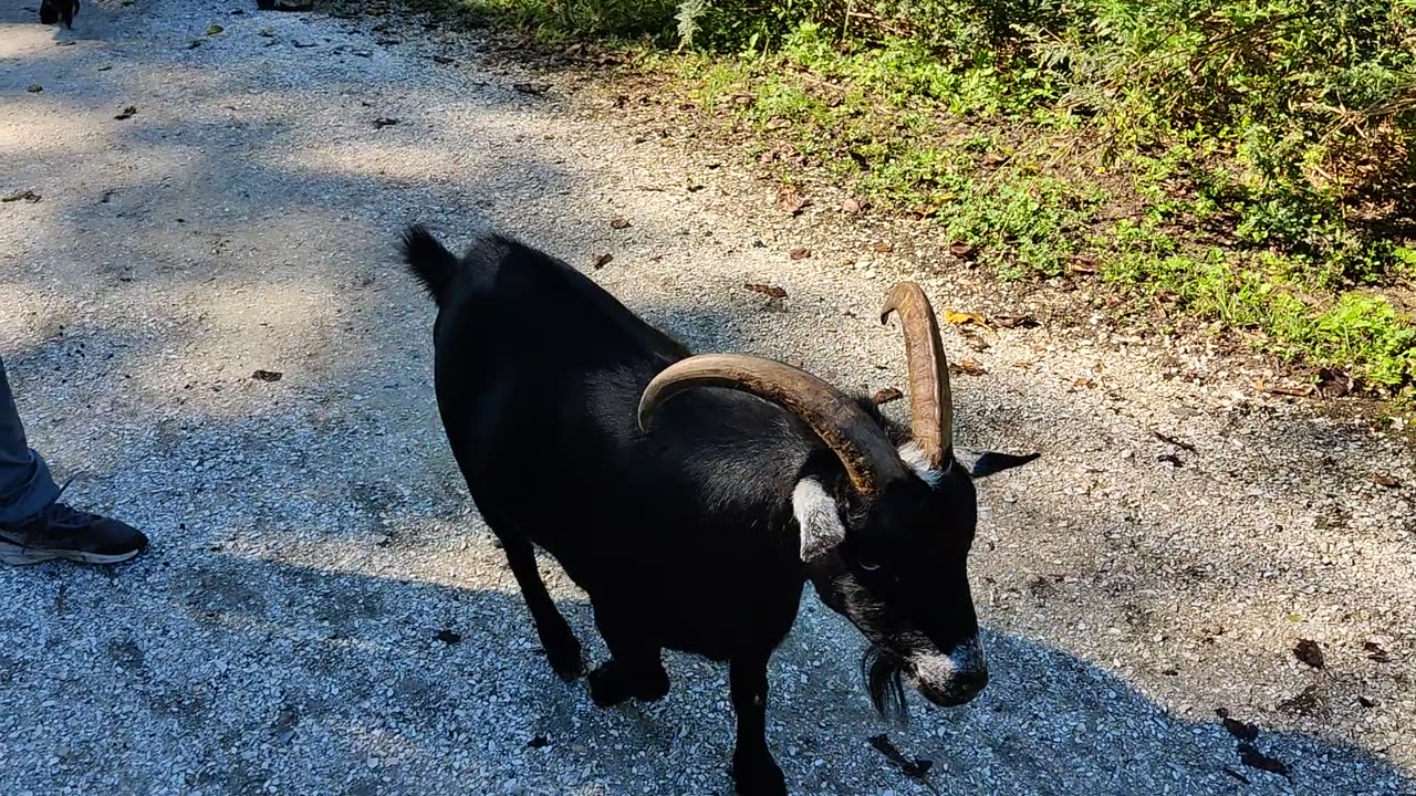 Spencer hiking with goats VID_20210926_102922