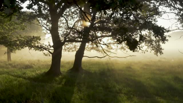 The story of the morning in the beauty of the forest