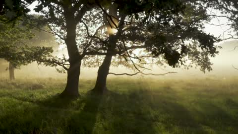 The story of the morning in the beauty of the forest