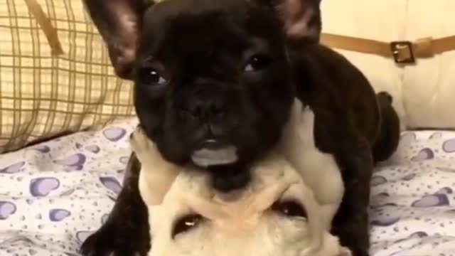 The pet collection, the dog collection