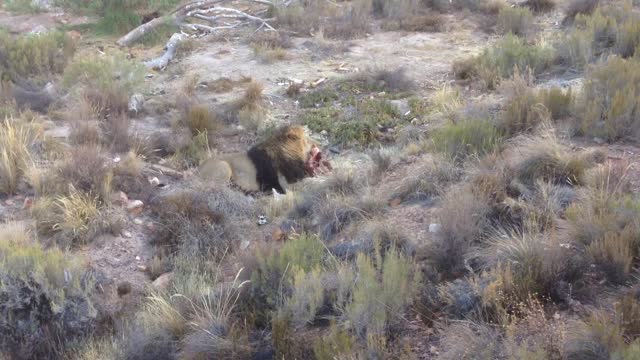 Pride of lions patiently wait for alpha male to share meal