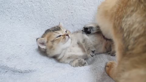 It's kitten play time