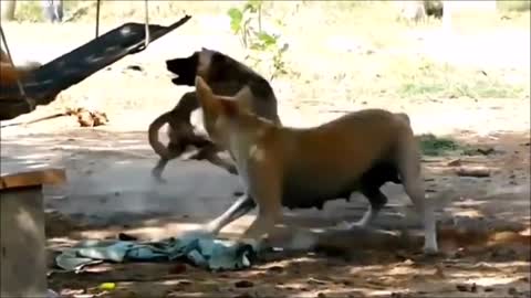 Pranking Dogs with fake Lions and Tigers