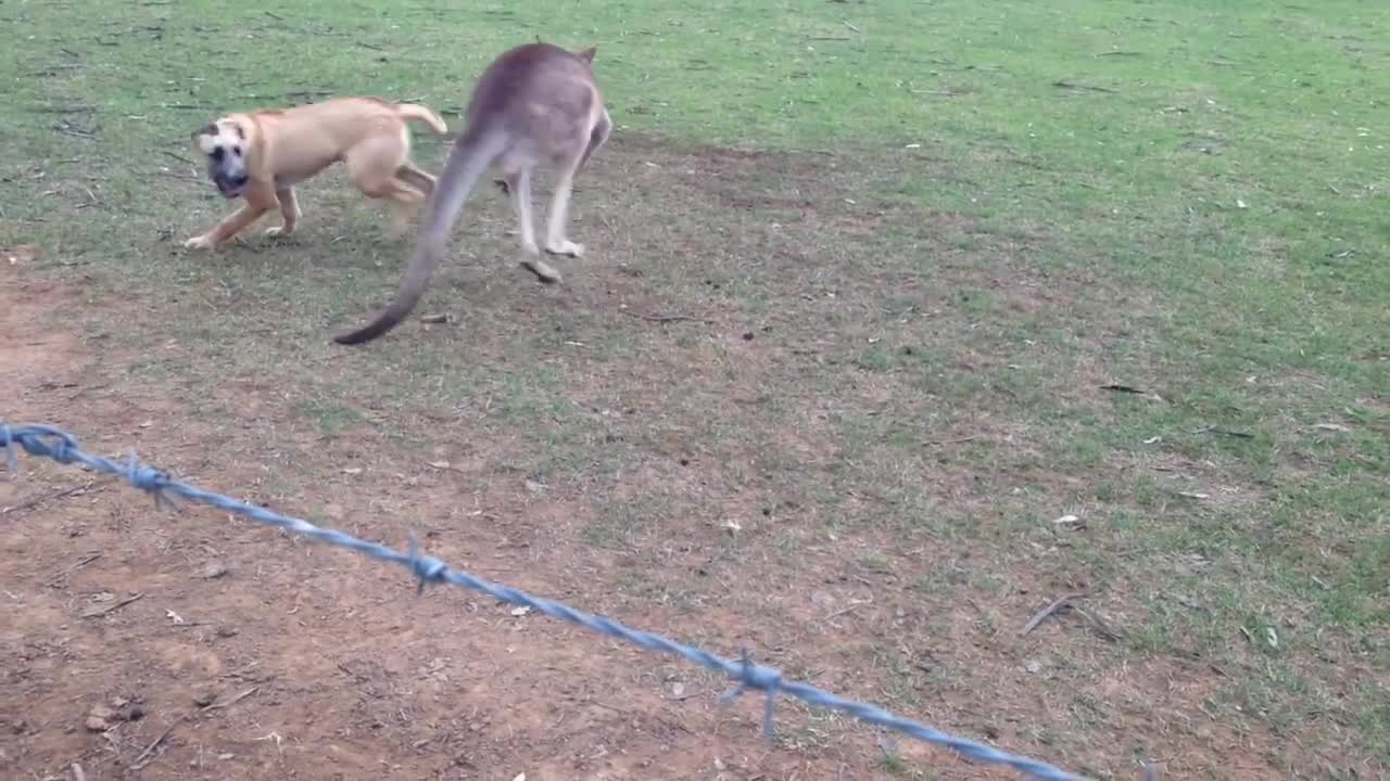 Dog And Kangaroo Play Tag