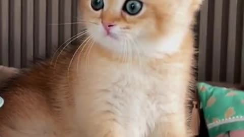 One cute cat in beautiful colour.😍