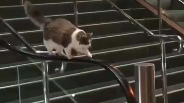 A cat walking on an escalator handrail