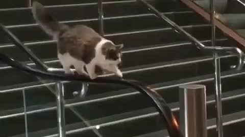 A cat walking on an escalator handrail