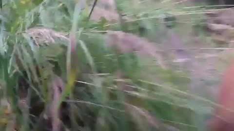 Wildlife