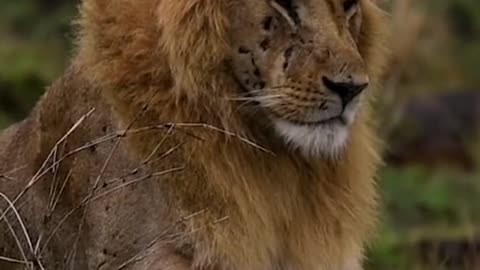The tiger