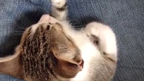 Kitten falls asleep in hilariously awkward position