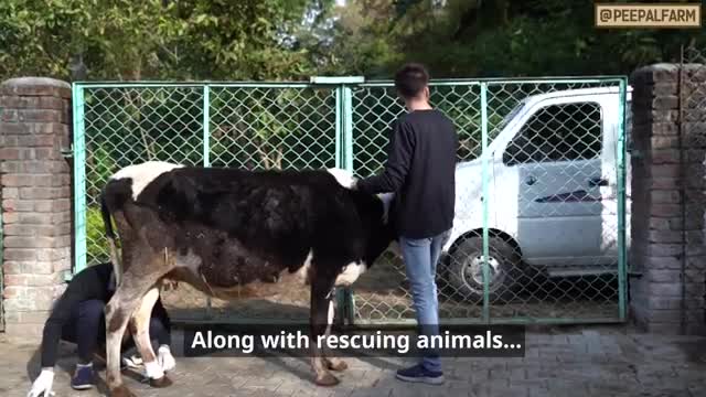 Training research monkeys Train Your Dog (Pet) in less than 2 minutes