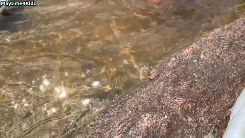 Sea animal toys on the beach this summer