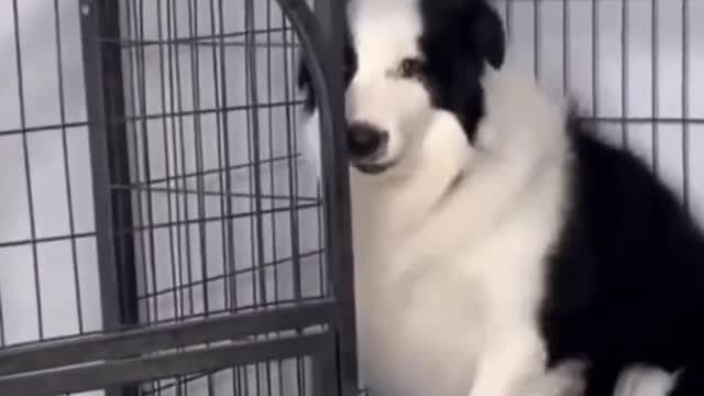 The fastest way to get a dog into the cage