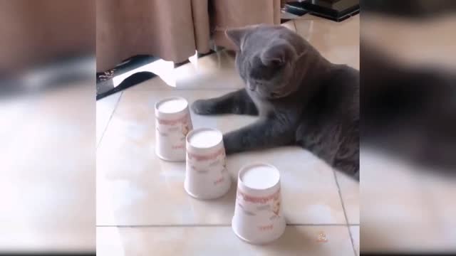 Cute Funny Cat Video 2021