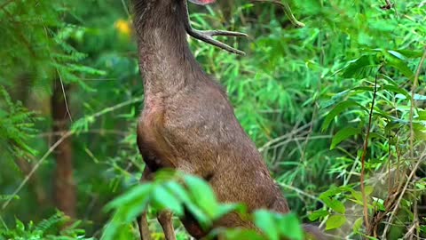 The Breathtaking Beauty of Nature | HD