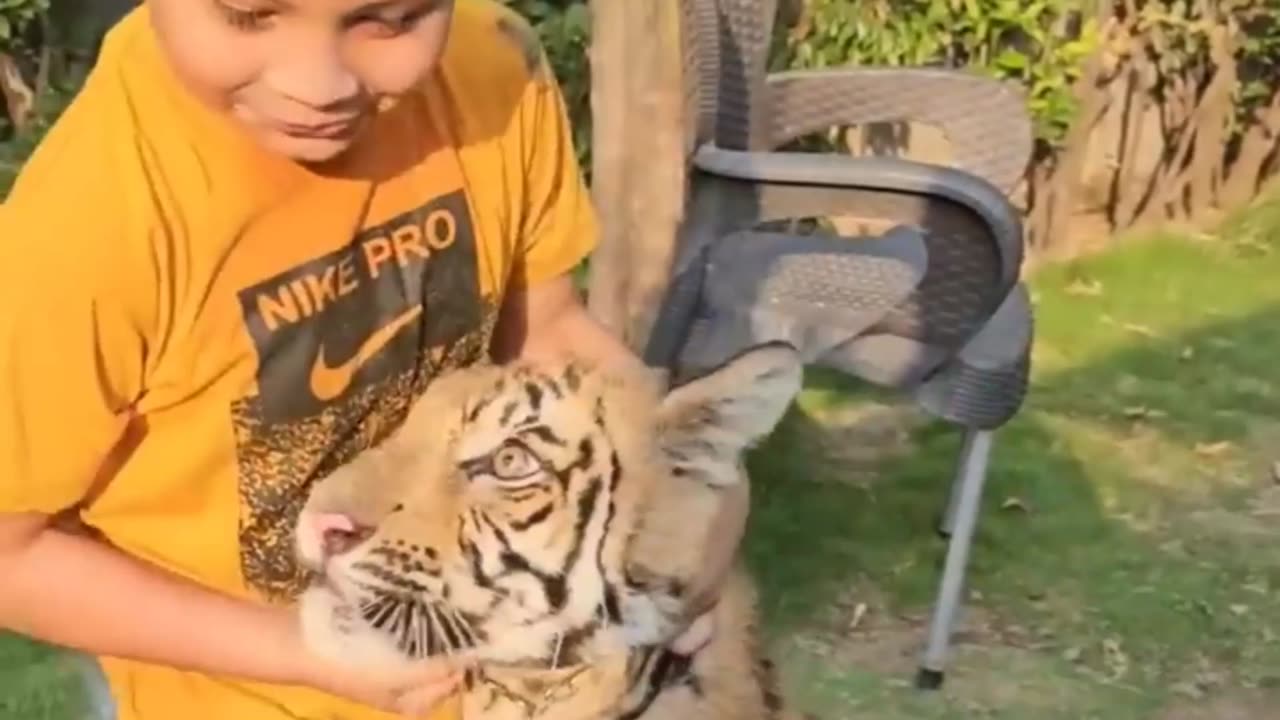 A child's play with a tiger.