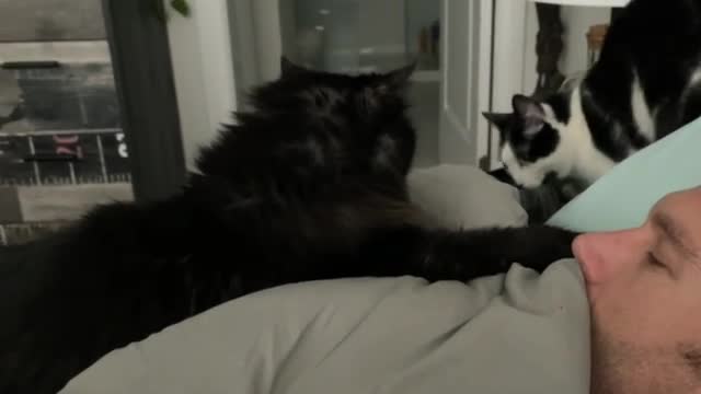 Cat screams at night after owner moves