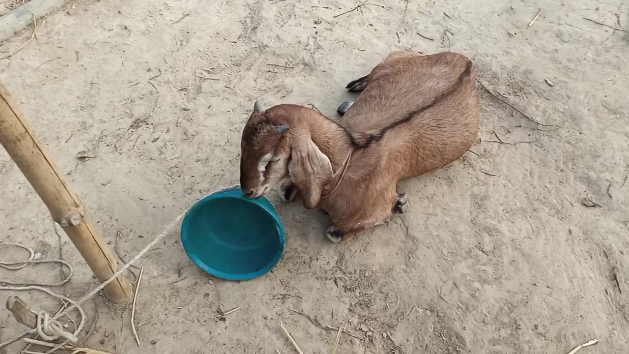 When The Goat Spends Leisure time I Would Never Have Believed it if it Hadn't Been caught on camera