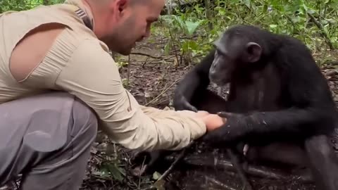 The chimpanzee, of tropical Africa.