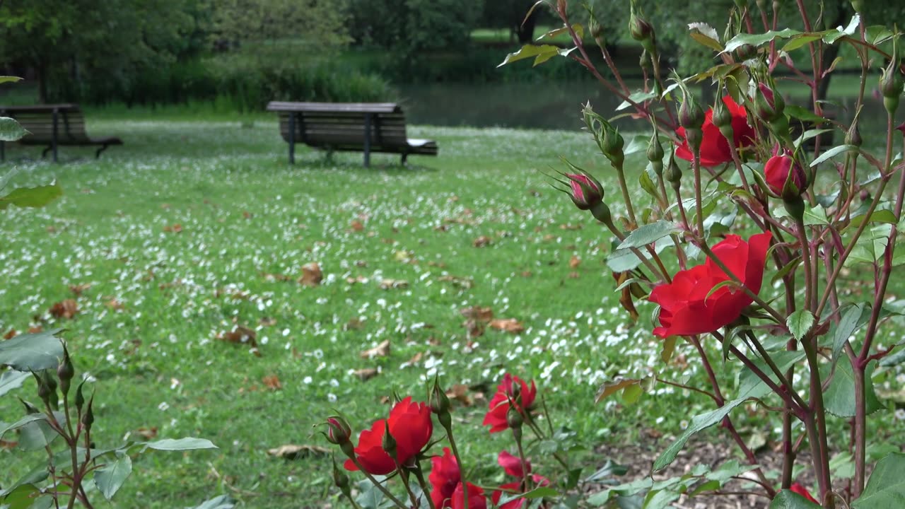 Flower Background Video Effects HD: Roses Garden Flowers Park 4K Video