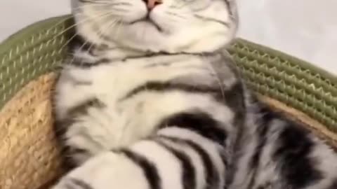 Funny Angry 😡 Cat