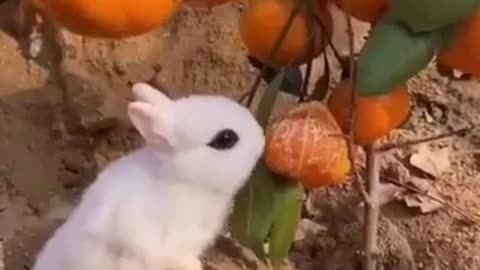 Funny Animal Video