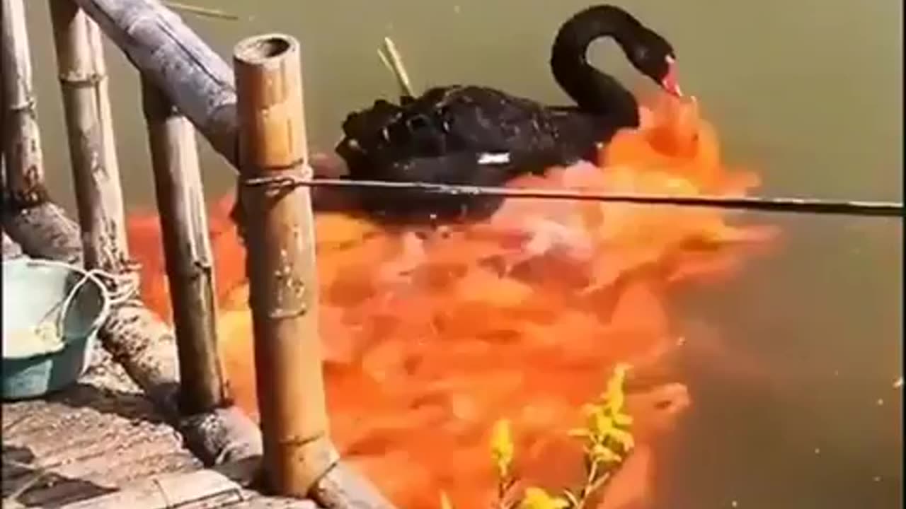 goose feeds it's koy fish friends some bread.