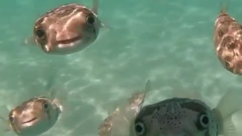Strange fish smile at diver.. 😊