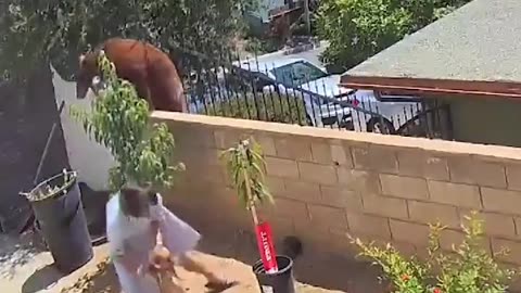 mommy bear vs mommy dog