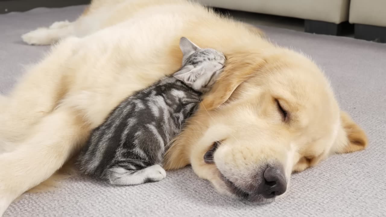 What Does A Kitten Do When It Finds A Sleeping Golden Retriever