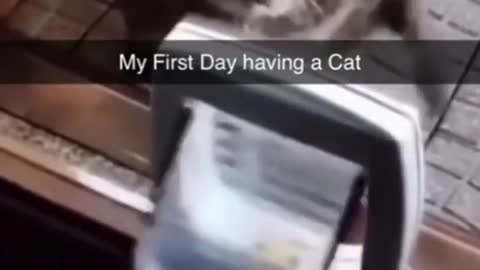 Funny Video "First day having a Cat"