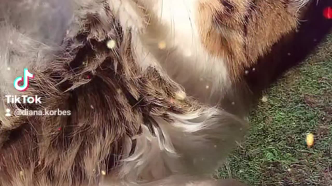 Just my cats