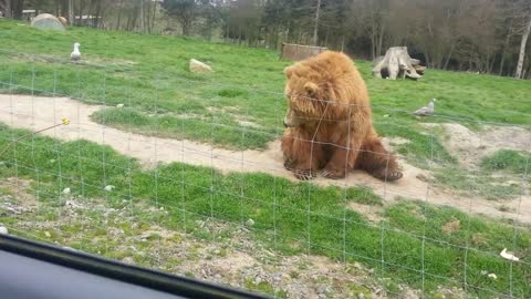 Bear waving butiful vidio