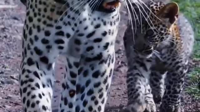 I can't say they look exactly like leopards