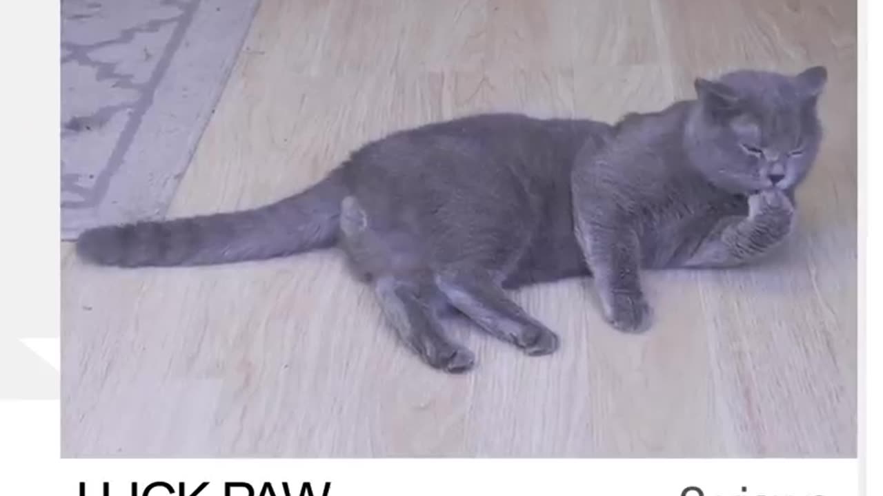 Very funny cat video 😺😼😸😹😻🙀😾😿😽🙈🙊