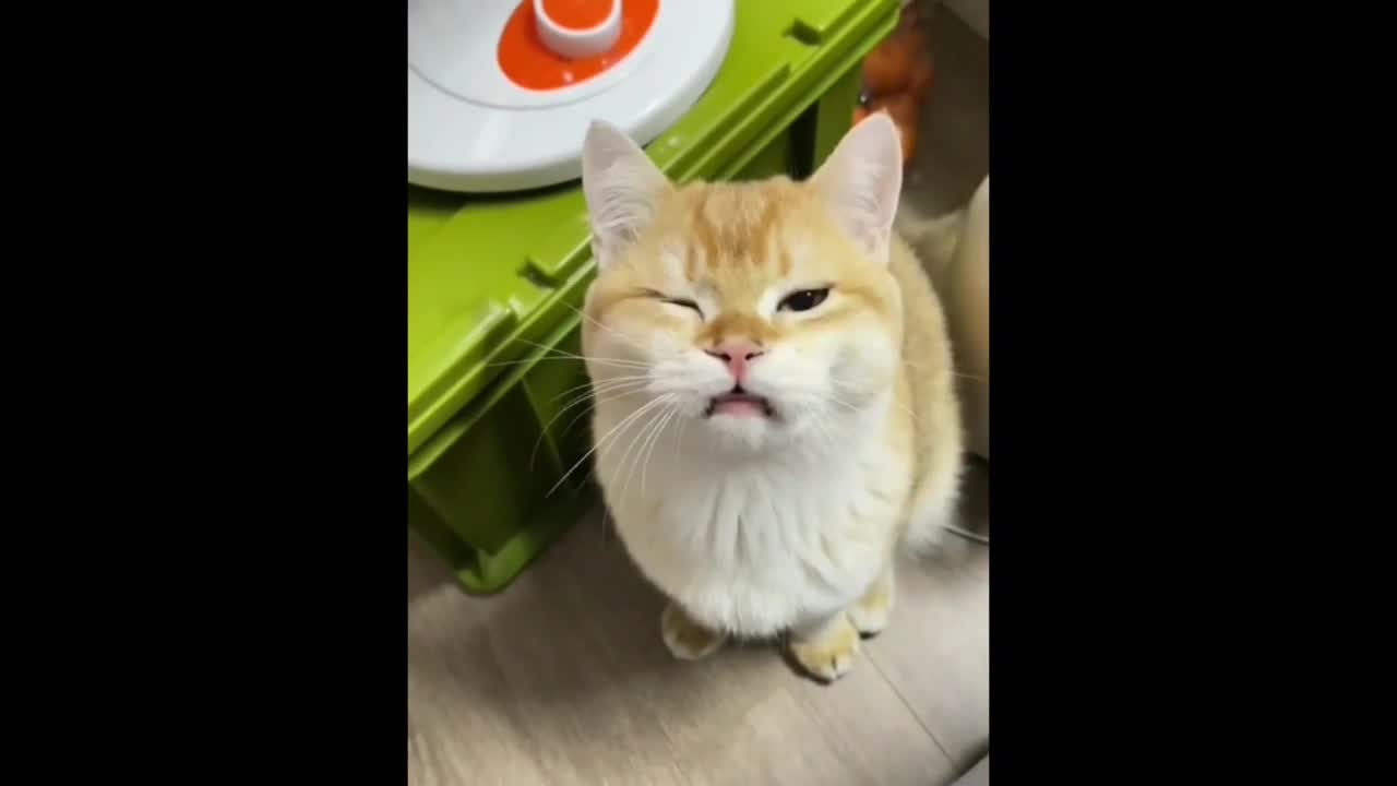 Cat funny videos😂😆🐱🐱cat fighting 😂🐱🐱