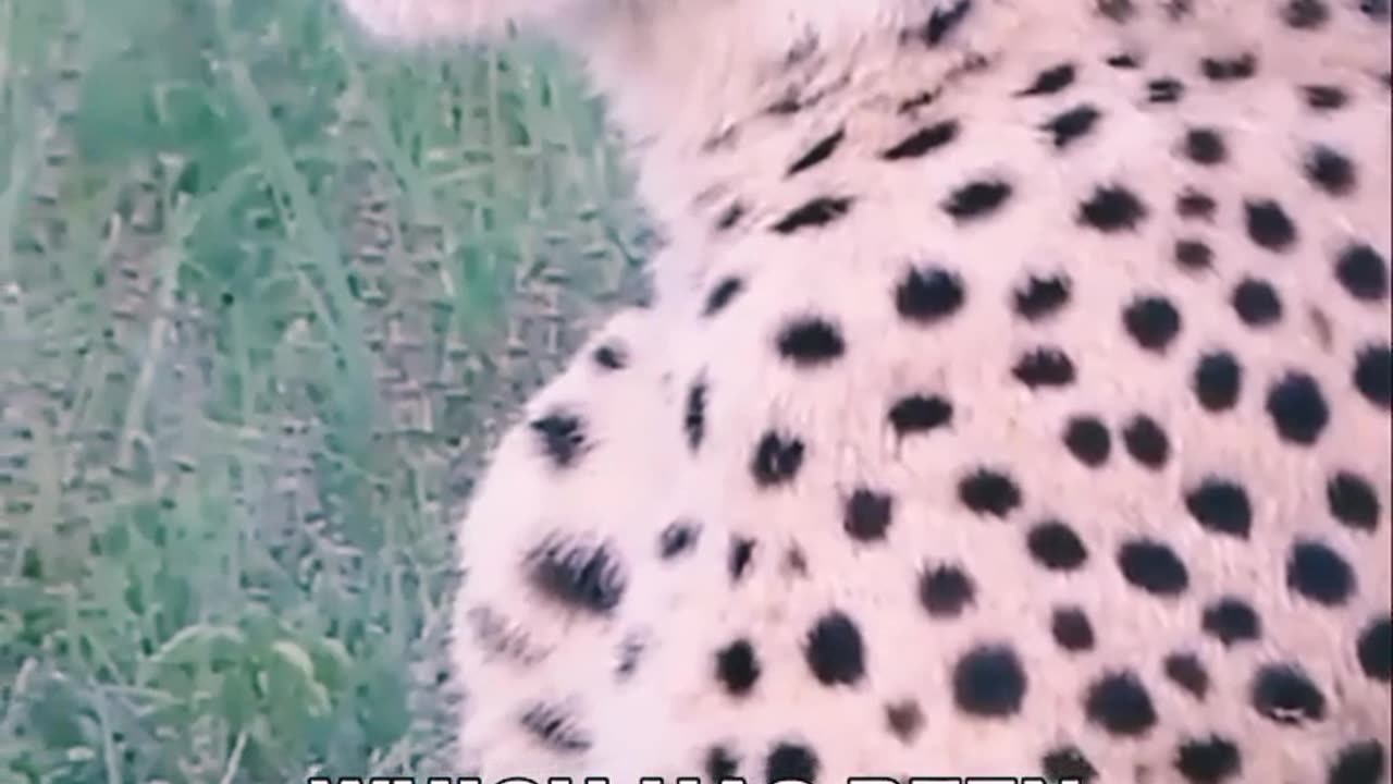 Cheetahs: Earth's Swiftest Predators