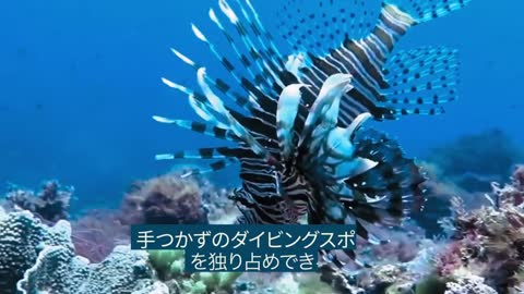 アドベンチャー＆スポーツ _ ダイビングスポットトップ６ _ オーストラリア政府観光局